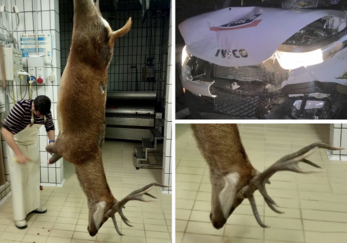  Schianto tra un grosso cervo ed un furgone. Ingenti danni, animale morto
