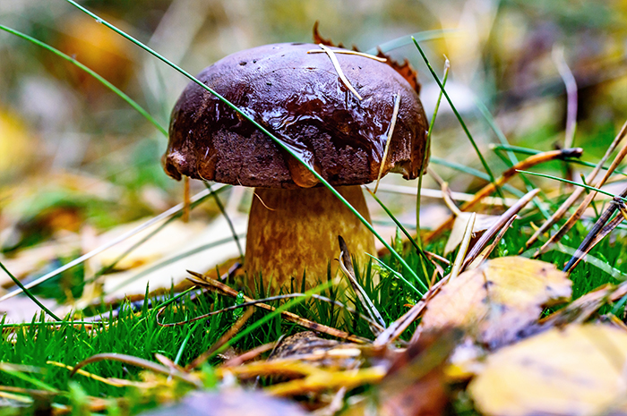 Il Servizio di Micologia del Asl VCo è a disposizione dei cercatori di funghi