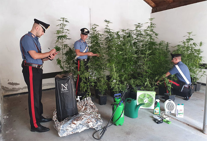 Aveva 50 piante di marijuana in una serra artigianale. Arrestato un 54enne