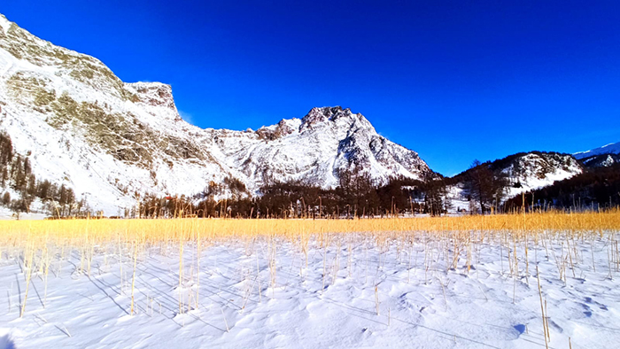 Lo spettacolo del "Canneto d'oro" che brilla nella neve del Devero. Foto