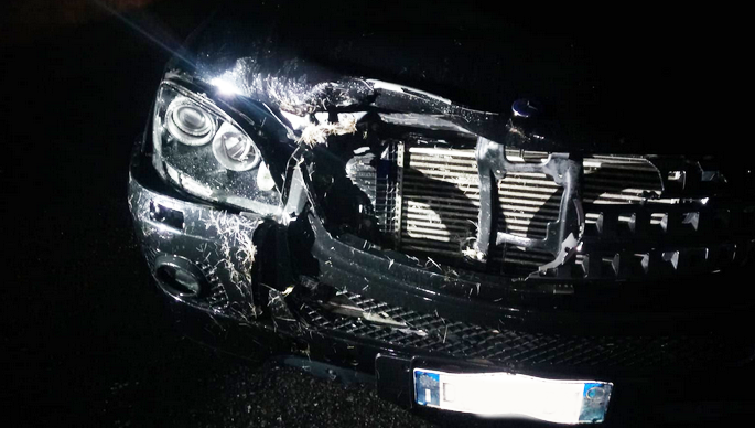 Auto si schianta contro un cervo maschio in superstrada