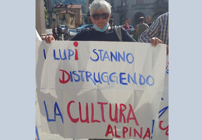 Perchè non recintiamo i lupi (nei Parchi) anzichè i nostri animali? Gli allevatori ossolani: "La convivenza non è possibile"