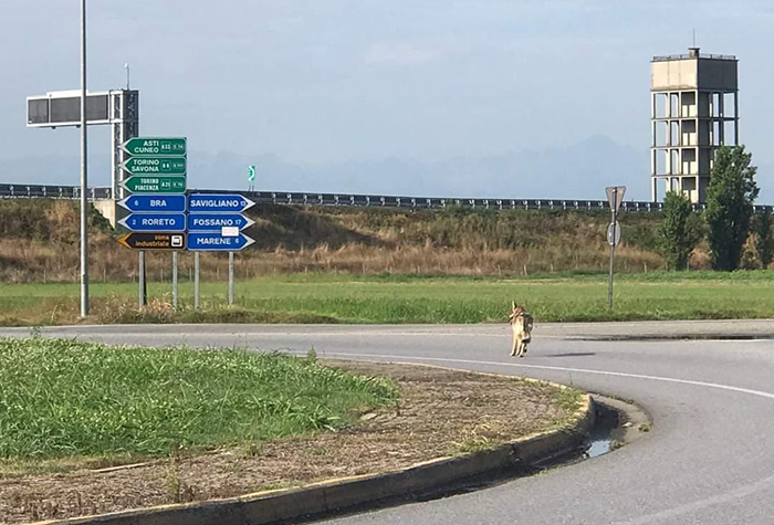 Anche il Vco in Regione per la gestione dei lupi: "Fuori controllo e a pagare sono gli allevatori. Serve un nuovo e definitivo piano di contenimento”