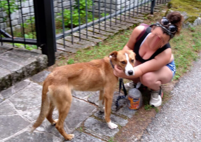 Storia a lieto fine per “Ciccio” il cane disperso la lago di Antrona