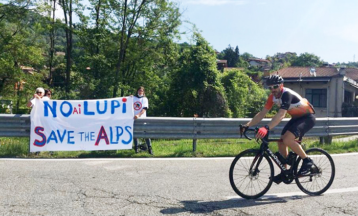 La protesta degli allevatori anti-lupo sulle strade per il Giro d'Italia