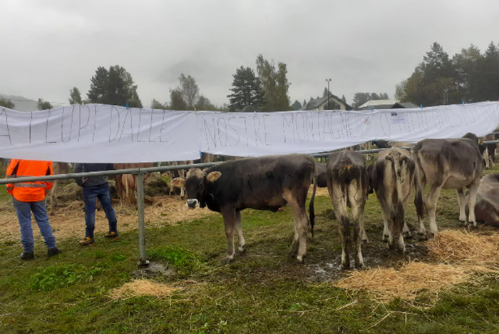 Anche l'urlo degli allevatori contro il lupo alla 39^ Mostra Bovina della Valle Vigezzo. Foto