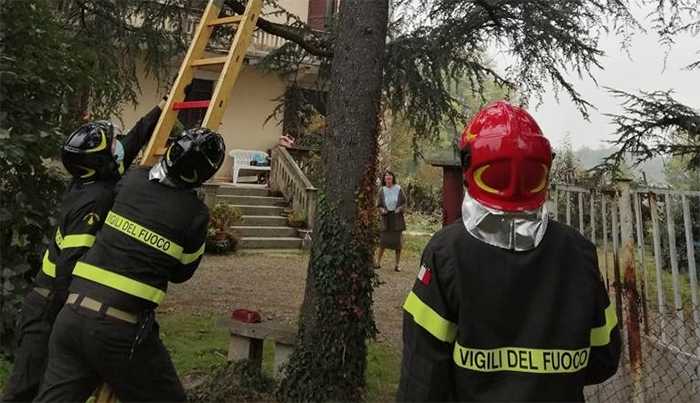 Gattino si arrampica su un alto pino e non riesce più a scendere. Lo salvano i Vigili del fuoco