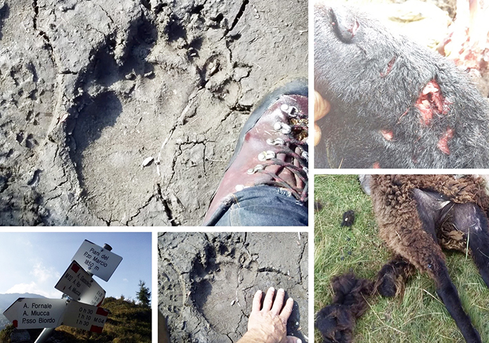 Una pecora sbranata al confine con la Val Grande: tracce di un orso 