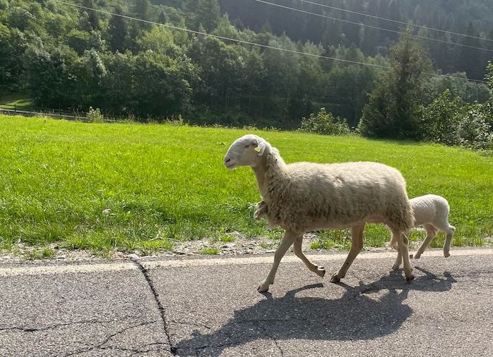 Pecora e agnellino: da Gozzano ritrovano il gregge in Formazza dopo 40 giorni di cammino 