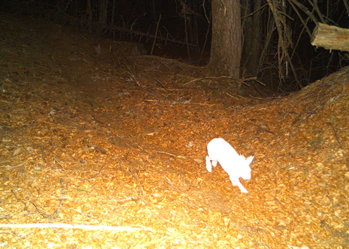 Una lepre variabile nel suo bianco abito invernale nella fototrappola del Parco