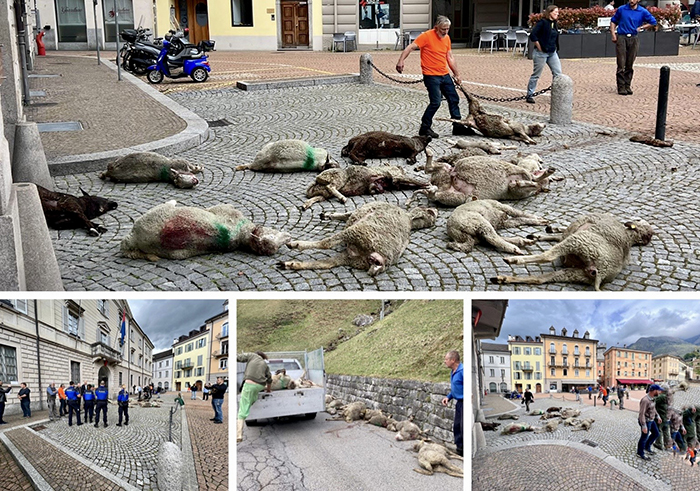 Pecore massacrate dal lupo in Vallemaggia, monta la protesta. Carcasse scaricate in piazza