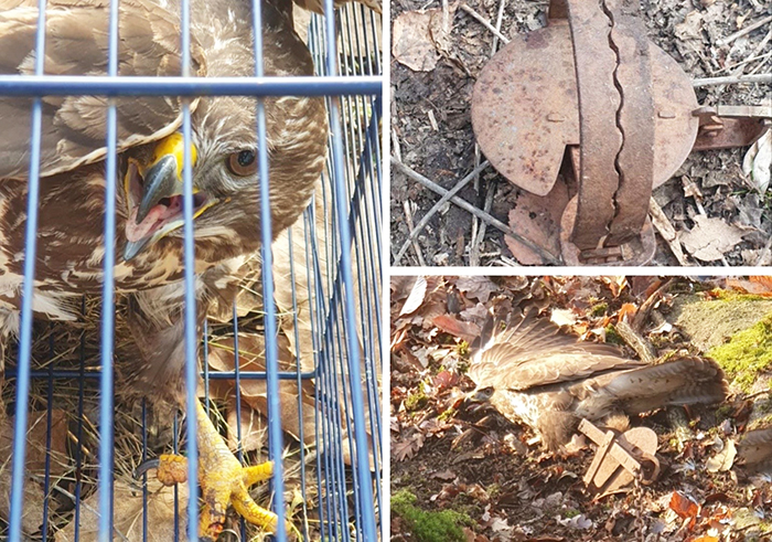 Poiana rimane imprigionata da una tagliola, liberata dai Vigili del fuoco