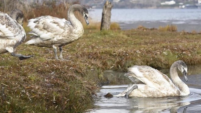 Gallina li aveva curati, ora i cigni sono tornati in natura