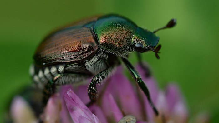 La Popillia japonica è arrivata in altri 10 comuni del VCO 