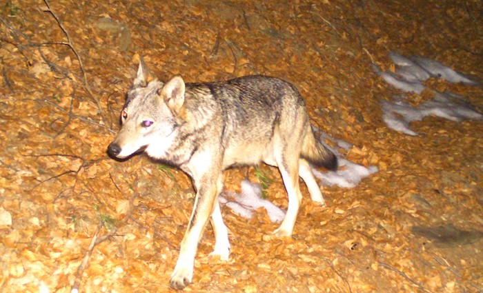 Presenza del lupo nel VCO: 24 fototrappole hanno catturato immagini dell'animale