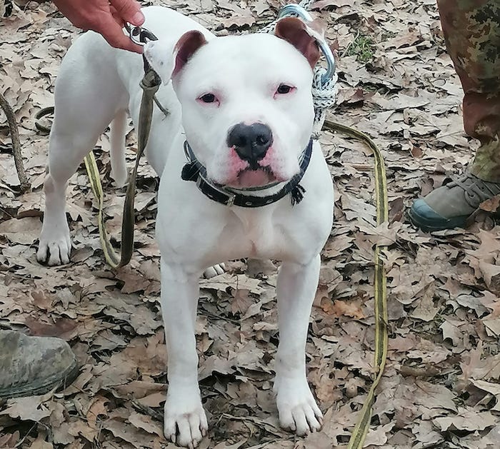 Il cane Derek è in un centro di rieducazione, obiettivo: trovargli una famiglia 