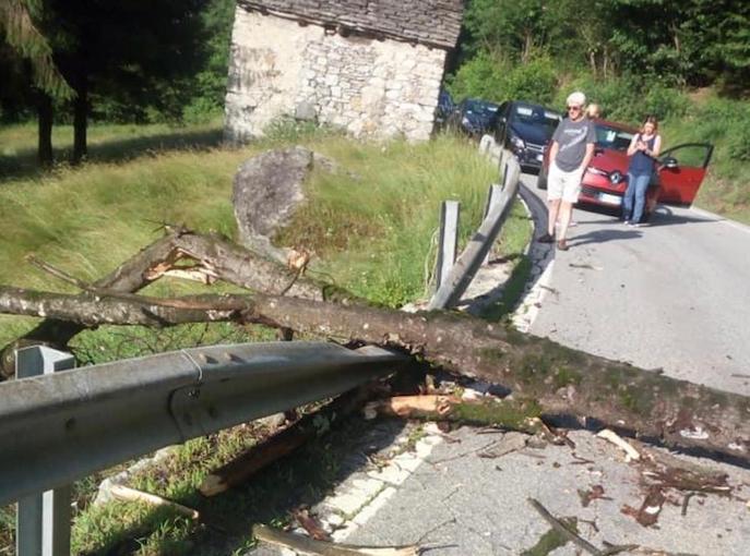 Albero in carreggiata, statale 337 provvisoriamente chiusa a Re