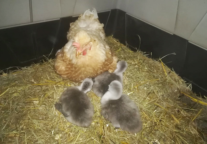 La gallina ingannata dalla polizia provinciale cova tre uova di cigno. Alla schiusa trova la sorpresa...