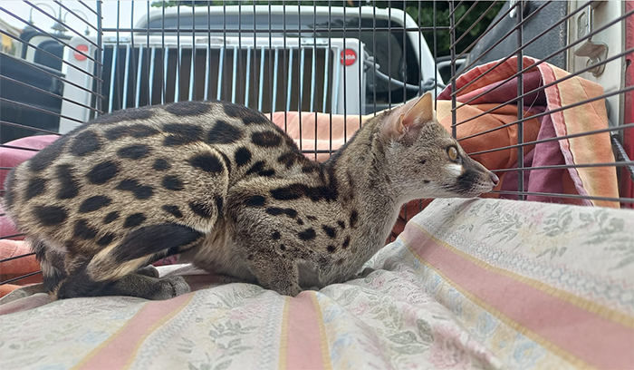 Una Genetta tigrina, carnivoro originario del Sud Africa, recuperata in città a Domodossola. La polizia provinciale cerca il padrone