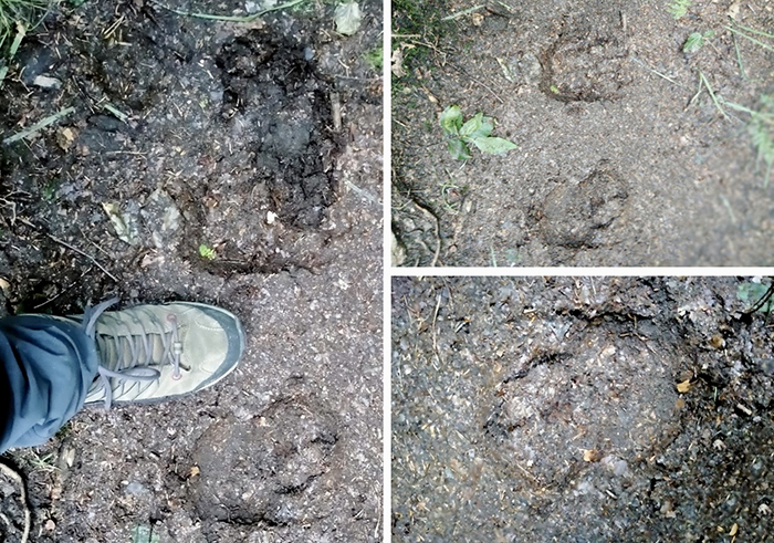 RIcompare l'orso ossolano: "E' al confine col Ticino". Attivate fototrappole per seguirne gli spostamenti