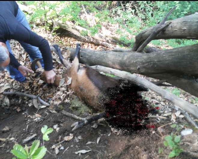 Cia rilancia l'allarme lupo: capra sbranata vicino un agriturismo 