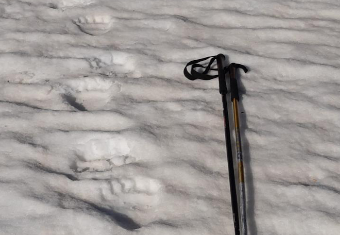 Nuove impronte d'orso rilevate in alta Ossola 