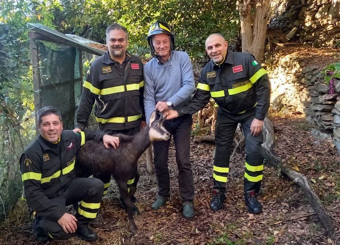 Calligarich non curerà più i selvatici, i Vigili del fuoco: Grazie dottore, ma come faremo?  