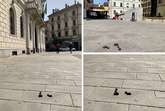 Individuato proprietario di un cane che non aveva raccolto le deiezioni. Multa