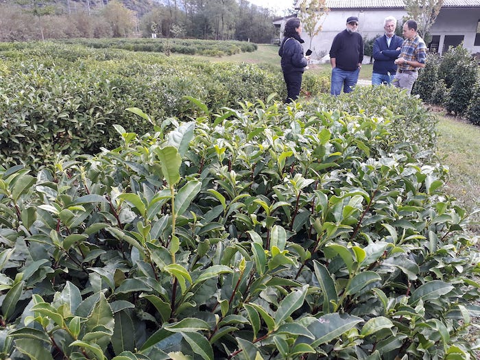 A Paolo Zacchera il premio nazionale Cia-Agricoltori per il tè coltivato a Premosello 