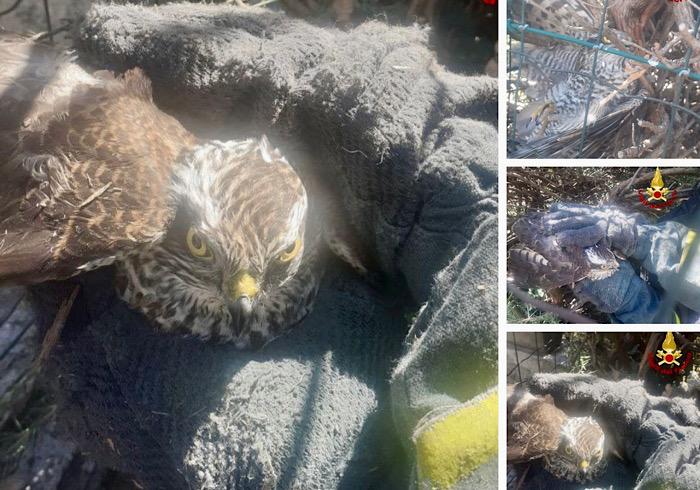 Uno sparviero adulto incastrato in una siepe. Liberato dai Vigili del fuoco