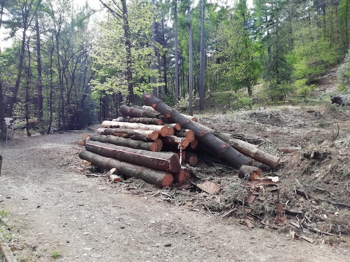 Caro energia: il Comune di Ghiffa anticipa di un mese la raccolta di legna alla Trinità 
