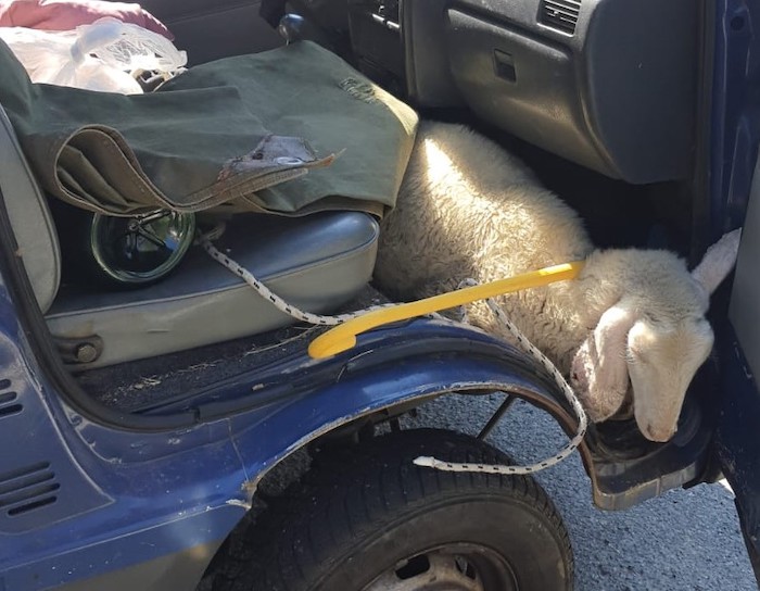 Maltrattamento di animali e guida in stato di ebrezza, sessantenne denunciato