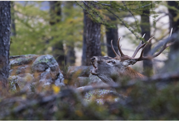 Dall’Ossola al Ticino: racconti di biodiversità, la mostra al Rosmini - Foto