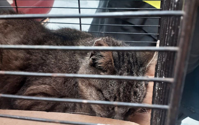 Gatto incastrato in una canna fumaria salvato dai Vvf. Debole, portato in clinica