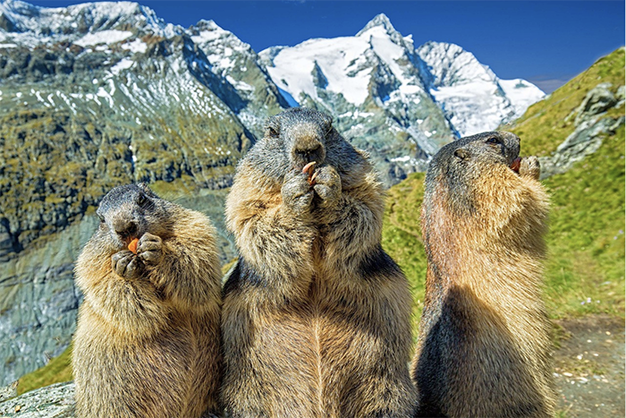 Il letargo è finito!  Rispettare la natura sulle montagne, attenti alle marmotte