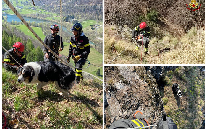 Due cani bloccati sopra una parete impervia, salvati dai Vvf