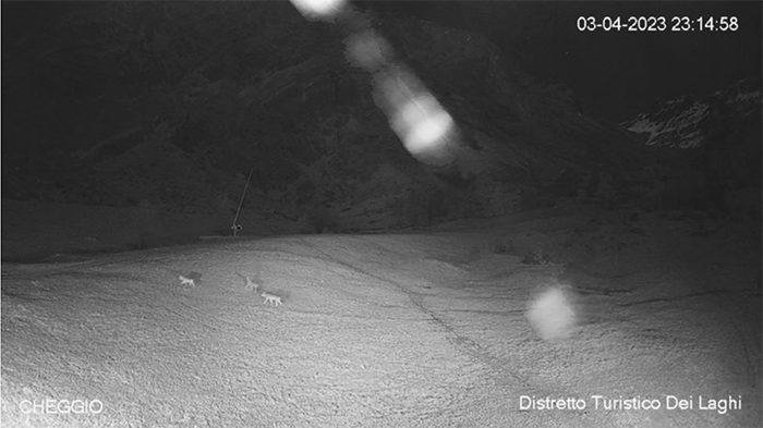 Lupi in Ossola, immortalati anche nelle webcam del Distretto Turistico