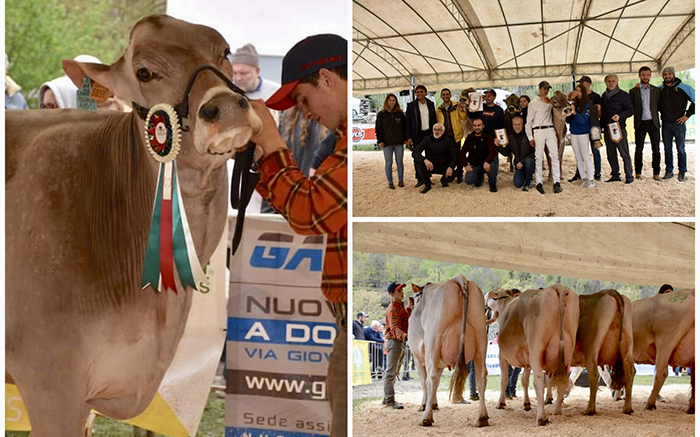A Crodo si prepara la 3^ Mostra bovina provinciale delle razze bruna e pezzata