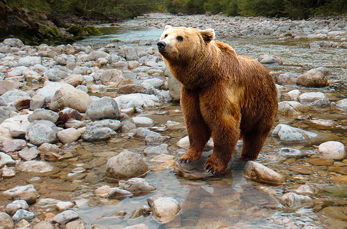 L’orso sulle Alpi. Il Cai di Villa promuove incontro “imparziale ed esaustivo"