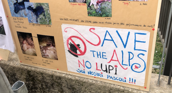 Il Comitato Salvaguardia Allevatori plaude alla regolazione dei lupi in Svizzera