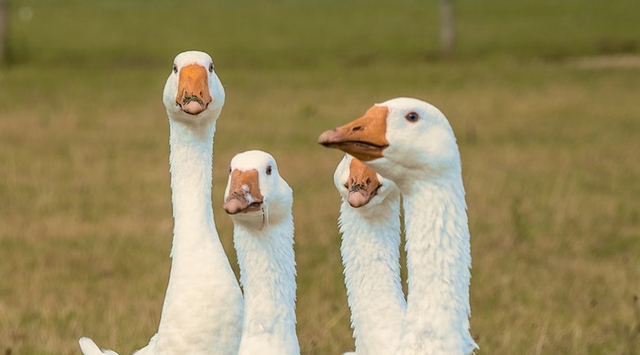 In Svizzera si voterà per proibire la vendita di foie gras e pellicce