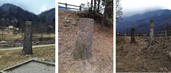 Baceno: gli alberi del campo sportivo trasformati in sculture
