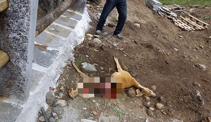 Capriolo sbranato alle porte di Craveggia, sopralluogo dei Carabinieri