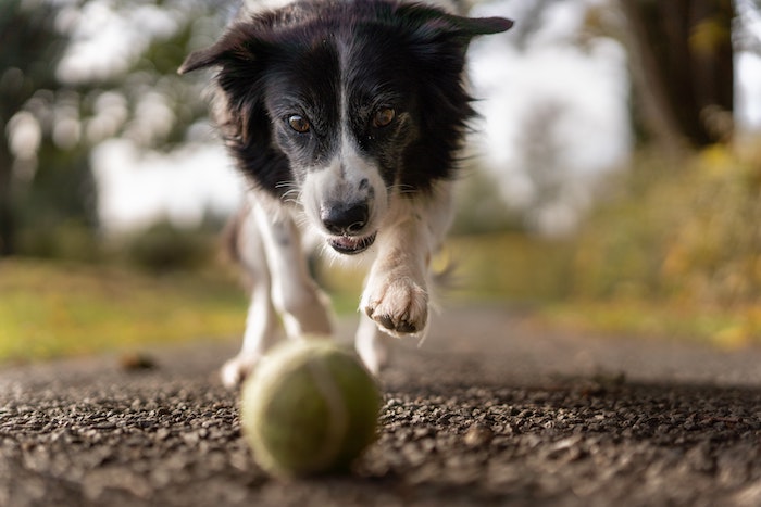 Santa Maria Maggiore: arrivano le multe per i padroni "maleducati" di cani 