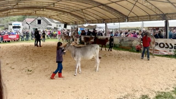 A Crodo la sfilata delle vacche per la 3^ Mostra bovina provinciale