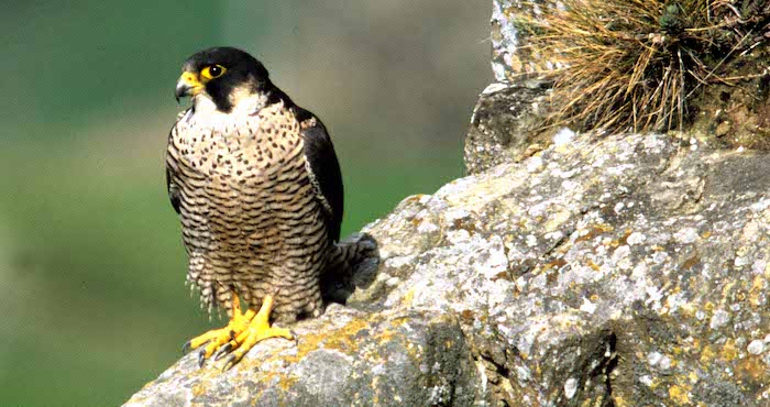 L'aquila e il falco nei cieli della Valgrande, serata promossa dal Parco 