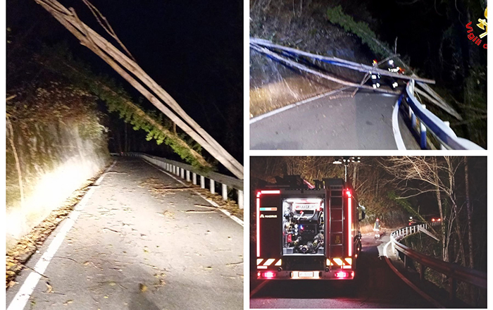Quattro piante cadute  sulla strada per il forte vento. I Vvf intervengono