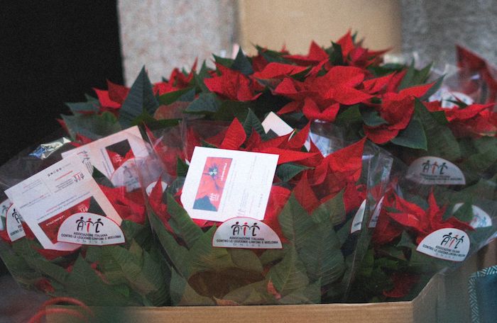 Ail VCO torna in piazza con le stelle di Natale contro leucemie e mielomi 