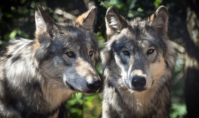Gli allevatori del Vco chiedono all'Ue di declassare il lupo da specie protetta