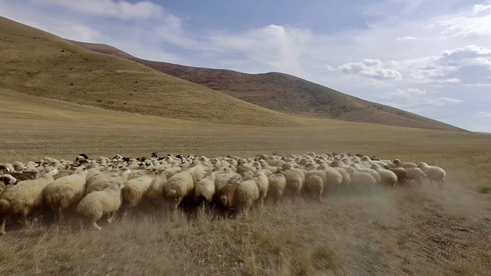 Circa 30 le pecore uccise dal branco di Lupi. Valentini (Bognanco): contenimento